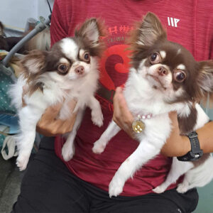 Chó Chihuahua mini tinh nghịch lanh lợi