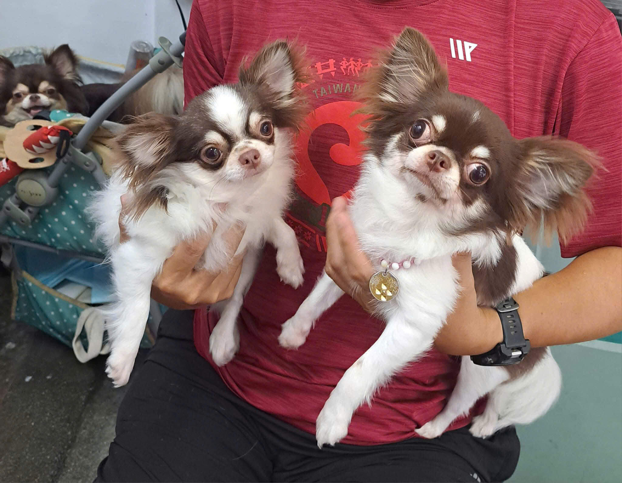 Chó Chihuahua mini tinh nghịch lanh lợi