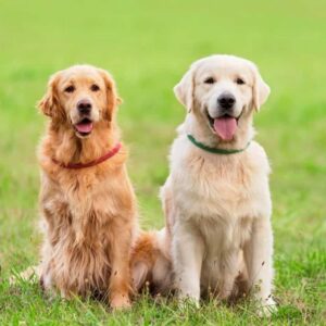 Chó Golden Retriever Thông Minh