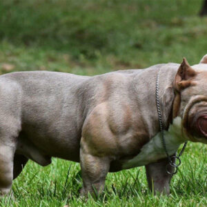 Chó Bully Mỹ cơ bắp hầm hố siêu hiền
