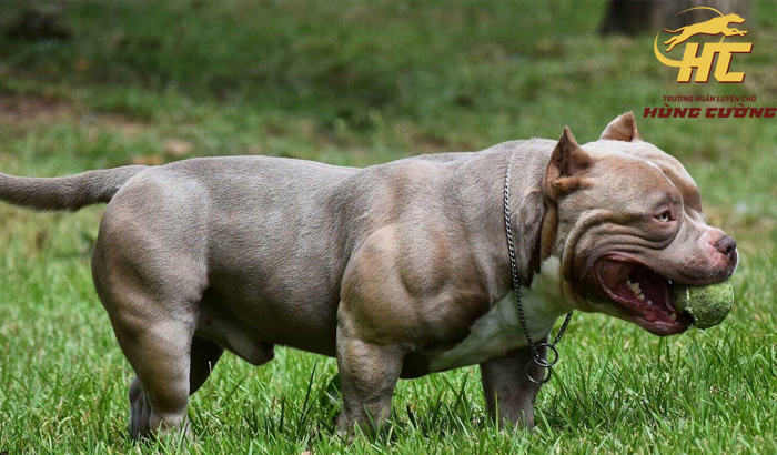 Chó Bully Mỹ cơ bắp hầm hố siêu hiền