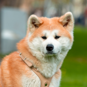 Chó Akita Inu thuần chủng quốc bảo Nhật Bản