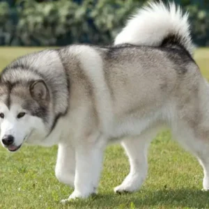 Chó Alaska Malamute xám trắng khổng lồ