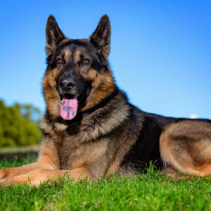 Chó Becgie Đức German Shepherd dũng cảm