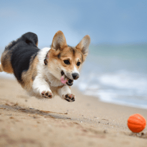 Chó Corgi Pembroke Đáng Yêu