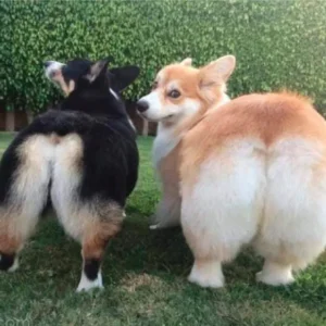 Chó Corgi Pembroke tai vểnh mông trái tim