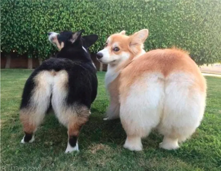 Chó Corgi Pembroke tai vểnh mông trái tim