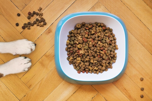 Hạt Royal Canin Medium Puppy cho Chó