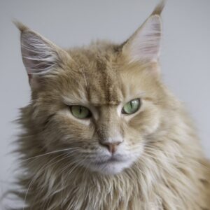 Hạt Whiskas Vị Cá Biển Cho Mèo Con