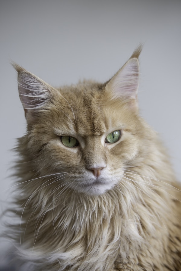 Hạt Whiskas Vị Cá Biển Cho Mèo Con