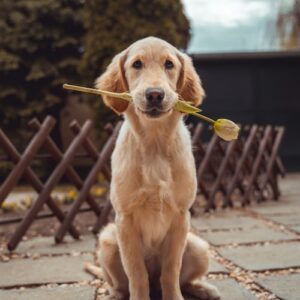Chó Golden Retriever siêu thân thiện