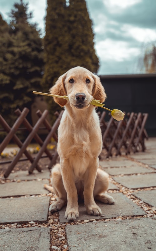 Chó Golden Retriever siêu thân thiện
