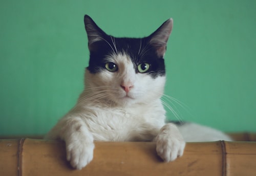 Mèo Maine Coon khổng lồ dũng mãnh