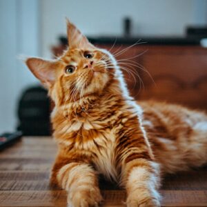 Mèo Scottish Fold Tai Cụp Siêu Cưng